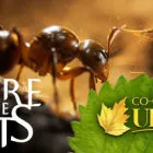 蚂蚁帝国（Empire of the Ants）