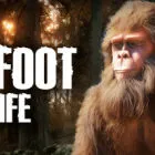 大脚怪生活/Bigfoot Life