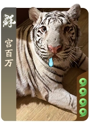 宫百万空降《三国杀：一将成名》闪闪节，喵喵杯第二弹引爆元宵！